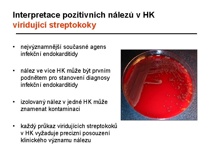 Interpretace pozitivních nálezů v HK viridující streptokoky • nejvýznamnější současné agens infekční endokarditidy •
