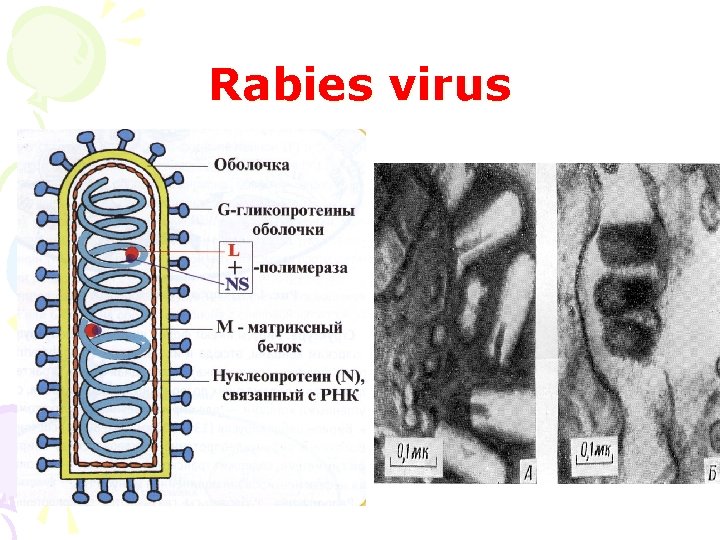 Rabies virus 