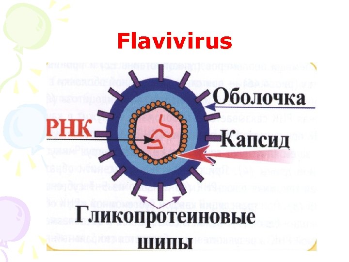 Flavivirus 