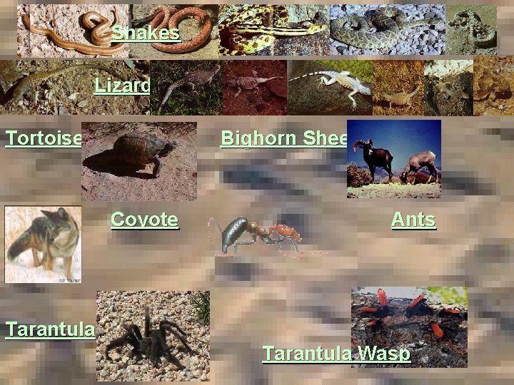 Snakes Lizards Tortoise Bighorn Sheep Coyote Ants Tarantula Wasp 