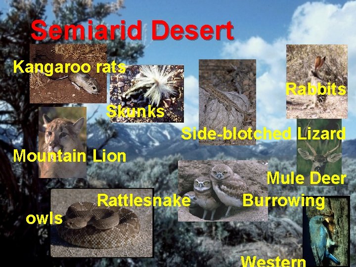 Semiarid Desert Kangaroo rats Rabbits Skunks Side-blotched Lizard Mountain Lion owls Rattlesnake Mule Deer