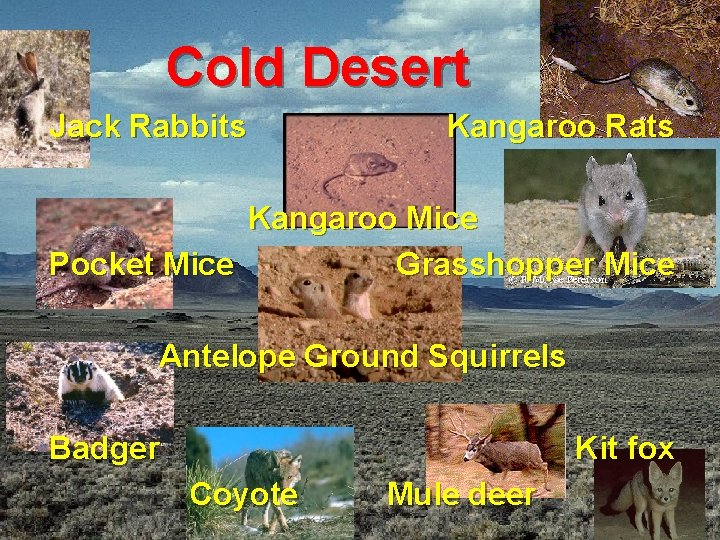 Cold Desert Jack Rabbits Kangaroo Rats Kangaroo Mice Pocket Mice Grasshopper Mice Antelope Ground