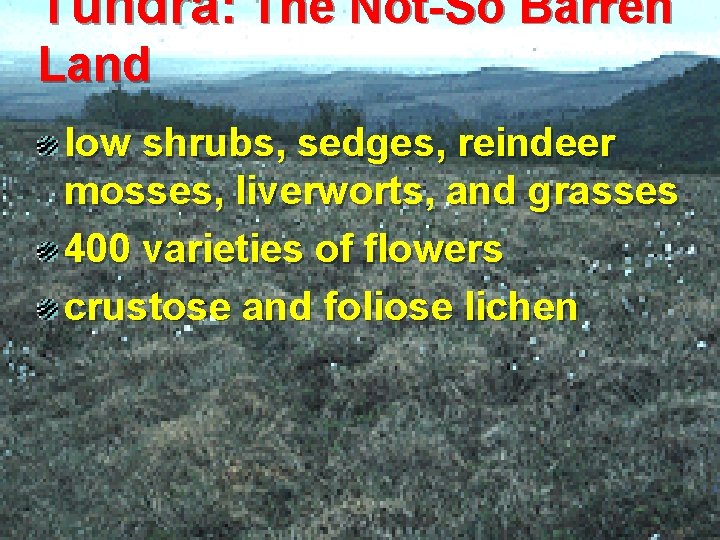 Tundra: The Not-So Barren Land low shrubs, sedges, reindeer mosses, liverworts, and grasses 400