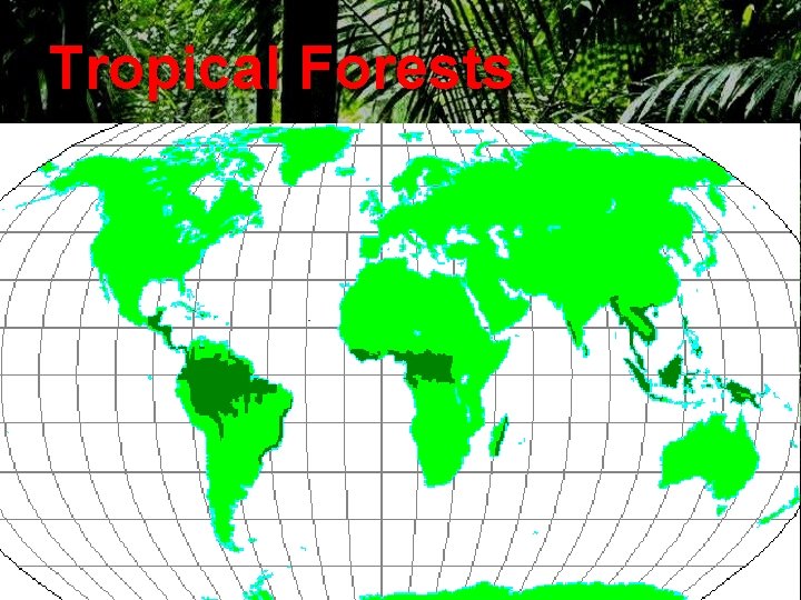 Tropical Forests 