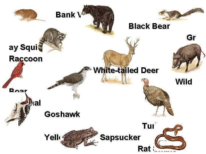 Bank Vole Black Bear Gr ay Squirrel Raccoon White-tailed Deer Wild Boar Cardinal Goshawk