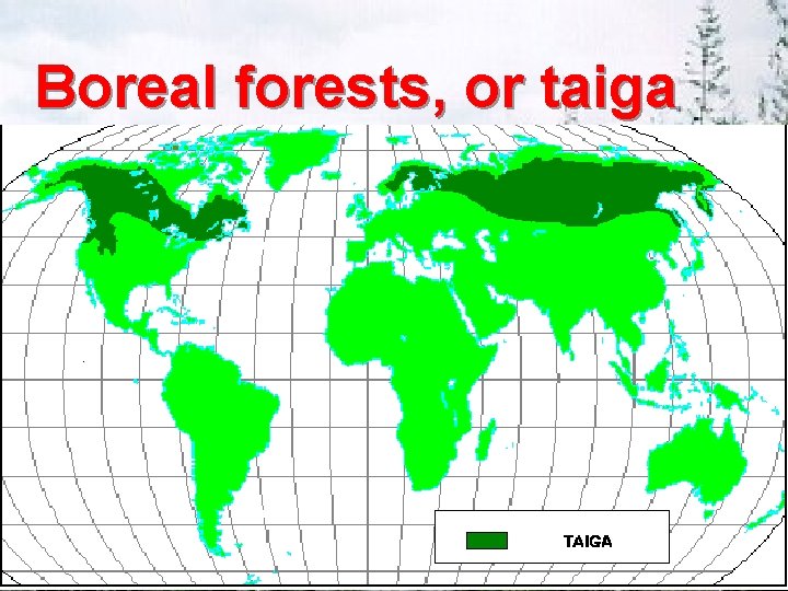 Boreal forests, or taiga 