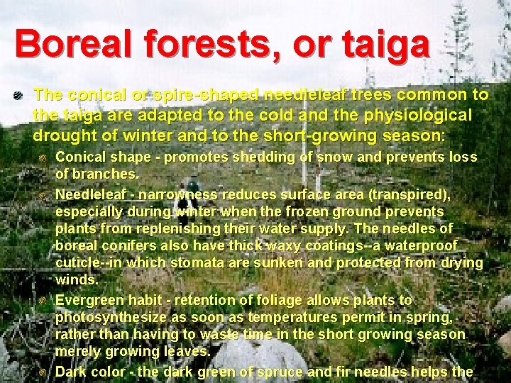 Boreal forests, or taiga The conical or spire-shaped needleleaf trees common to the taiga