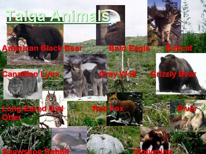 Taiga Animals American Black Bear Canadian Lynx Long-Eared Owl Otter Bald Eagle Gray Wolf
