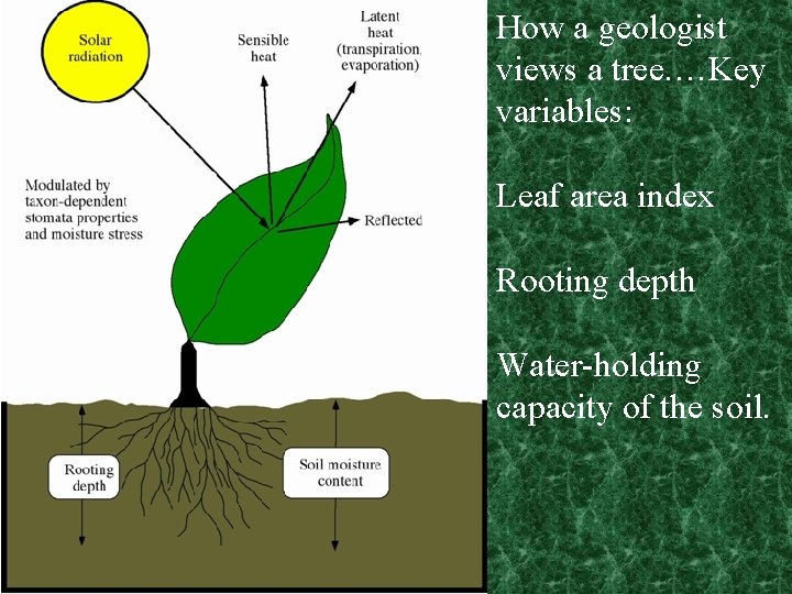 How a geologist views a tree. …Key variables: Leaf area index Rooting depth Water-holding