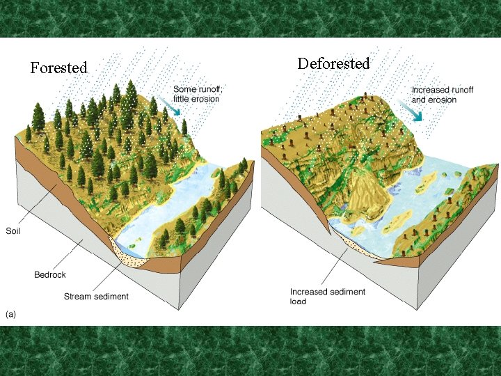 Forested Deforested 