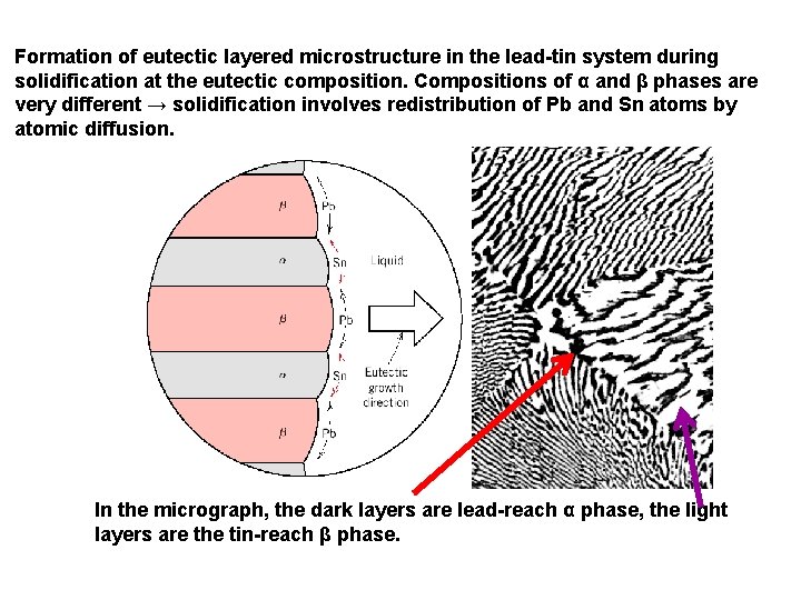 Formation of eutectic layered microstructure in the lead-tin system during solidification at the eutectic