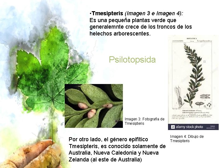  • Tmesipteris (Imagen 3 e Imagen 4): Es una pequeña plantas verde que