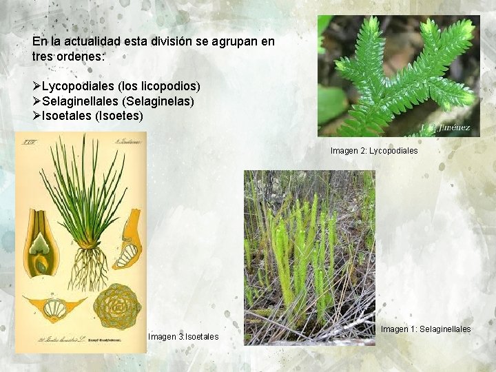 En la actualidad esta división se agrupan en tres ordenes: ØLycopodiales (los licopodios) ØSelaginellales