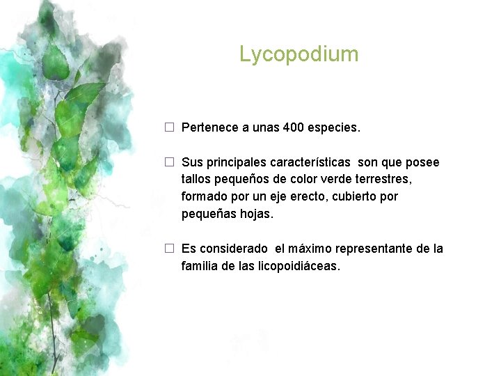 Lycopodium � Pertenece a unas 400 especies. � Sus principales características son que posee