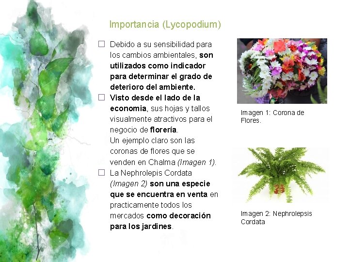 Importancia (Lycopodium) � Debido a su sensibilidad para los cambios ambientales, son utilizados como