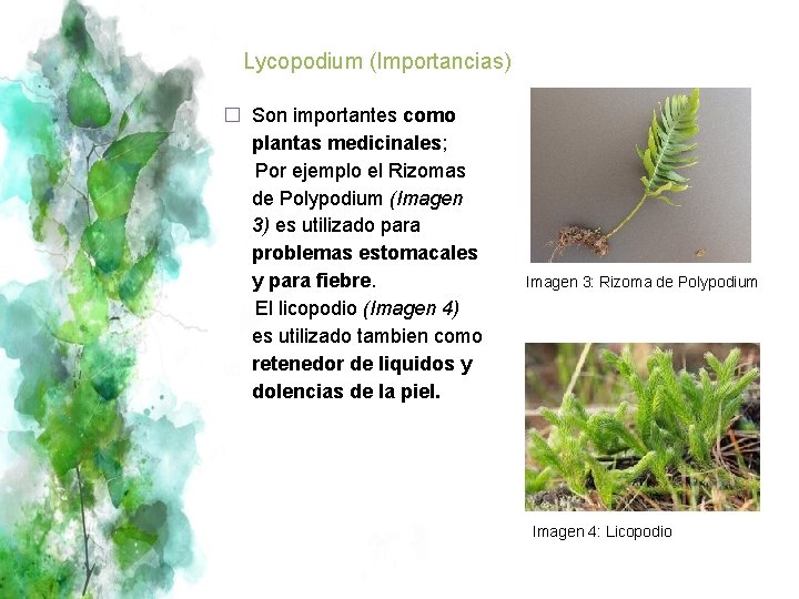 Lycopodium (Importancias) � Son importantes como plantas medicinales; Por ejemplo el Rizomas de Polypodium