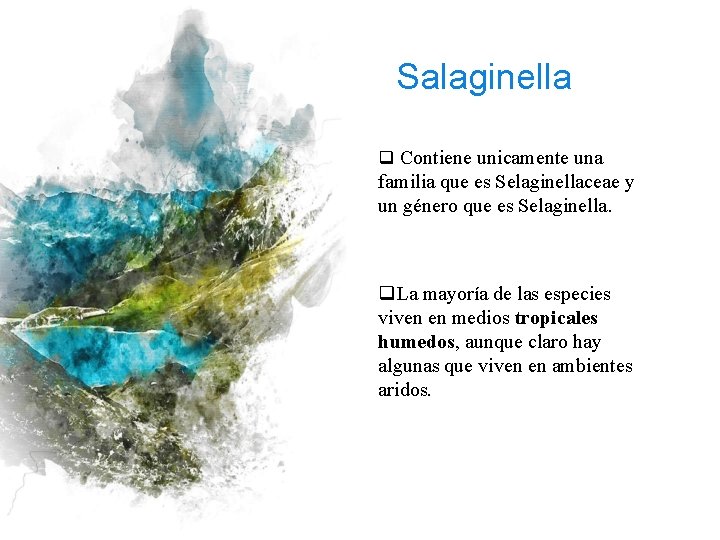 Salaginella q Contiene unicamente una familia que es Selaginellaceae y un género que es