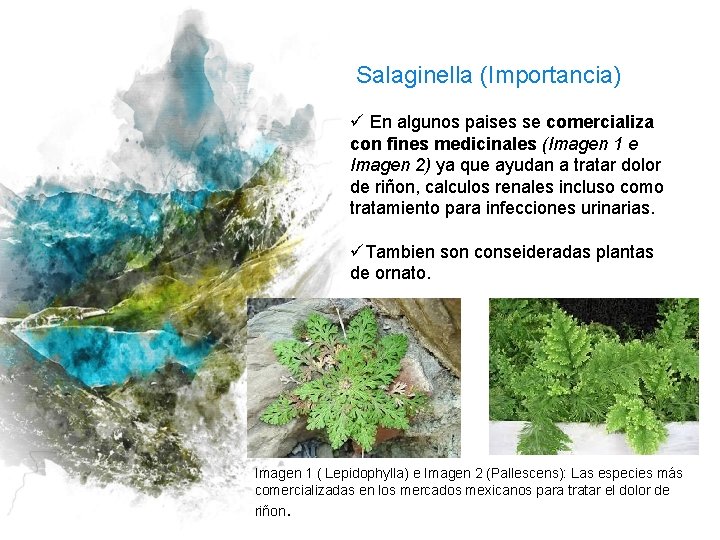 Salaginella (Importancia) ü En algunos paises se comercializa con fines medicinales (Imagen 1 e