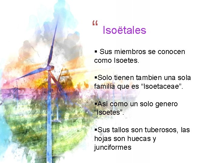 “ Isoëtales § Sus miembros se conocen como Isoetes. §Solo tienen tambien una sola