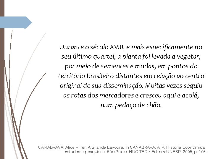 Durante o século XVIII, e mais especificamente no seu último quartel, a planta foi