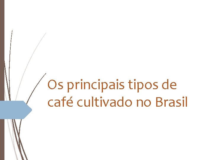 Os principais tipos de café cultivado no Brasil 