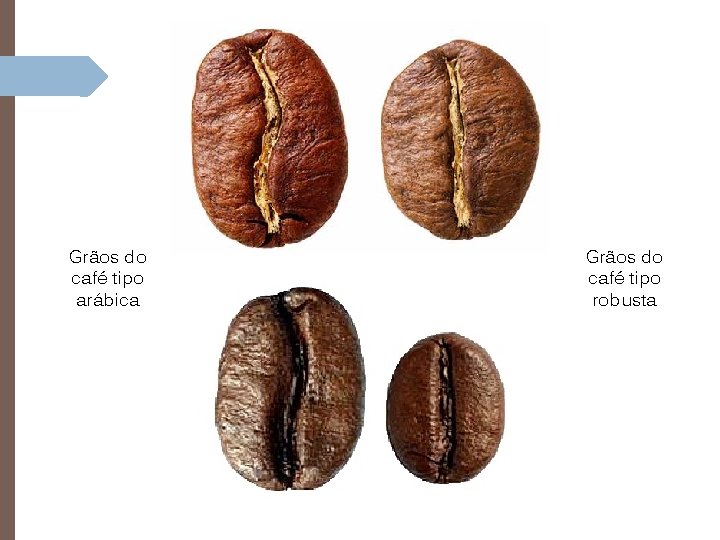 Grãos do café tipo arábica Grãos do café tipo robusta 
