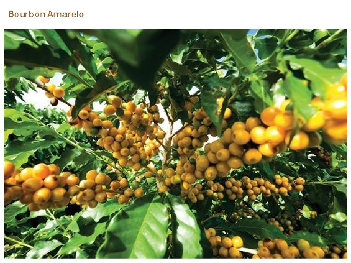 Bourbon Amarelo 