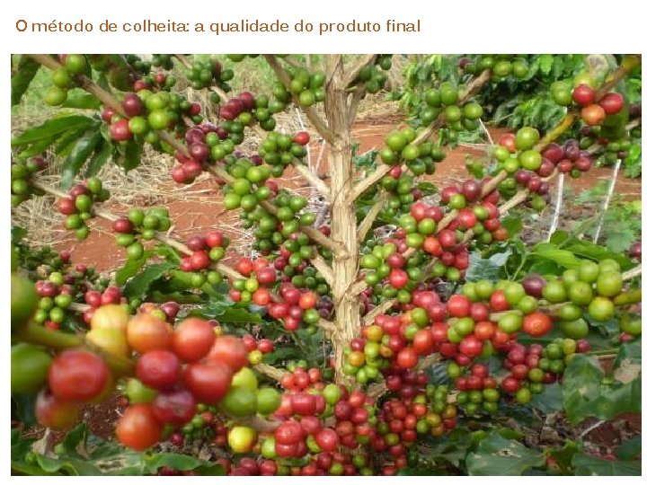 O método de colheita: a qualidade do produto final 