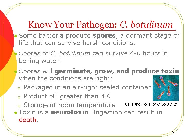Know Your Pathogen: C. botulinum l Some bacteria produce spores, a dormant stage of