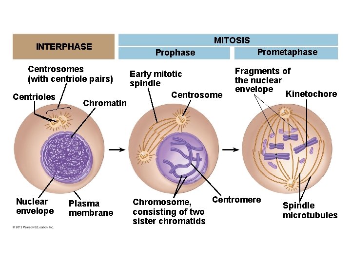 INTERPHASE Centrosomes (with centriole pairs) Centrioles Nuclear envelope Chromatin Plasma membrane MITOSIS Prophase Prometaphase