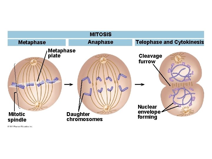 MITOSIS Anaphase Metaphase plate Mitotic spindle Daughter chromosomes Telophase and Cytokinesis Cleavage furrow Nuclear