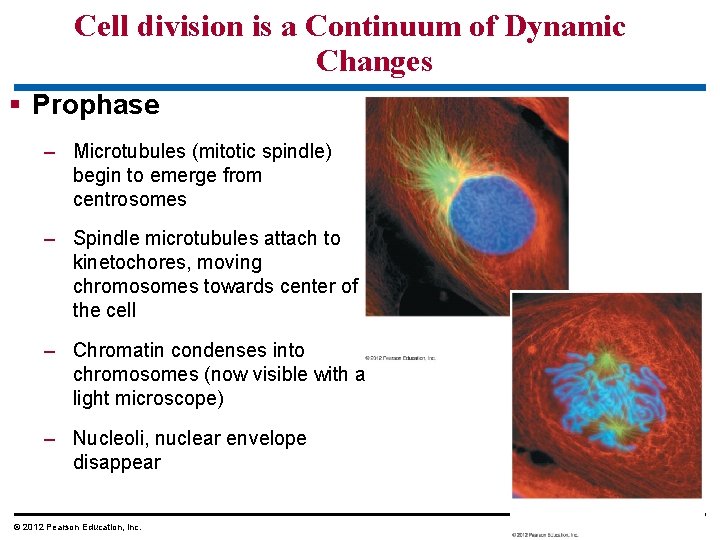 Cell division is a Continuum of Dynamic Changes § Prophase – Microtubules (mitotic spindle)