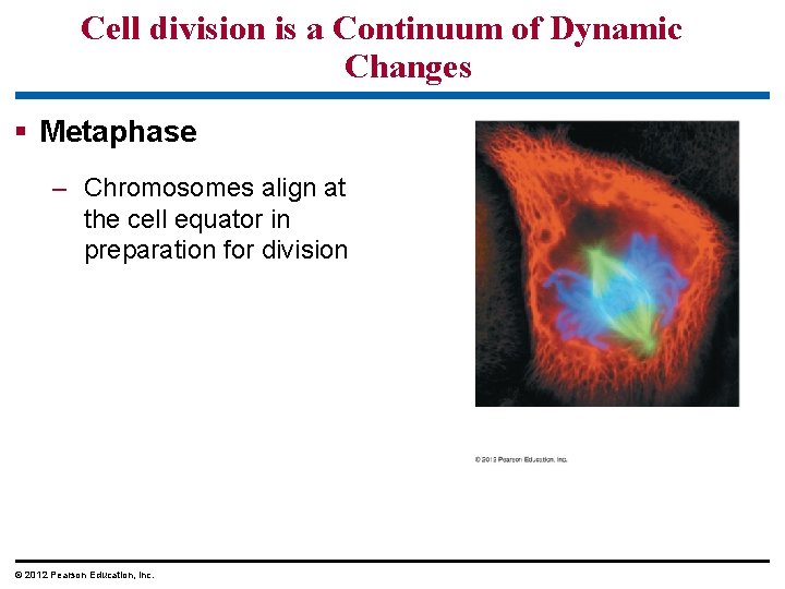 Cell division is a Continuum of Dynamic Changes § Metaphase – Chromosomes align at