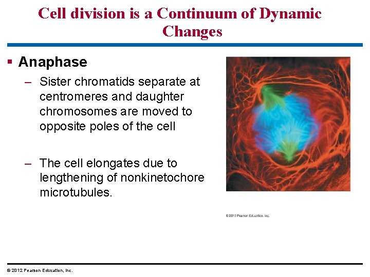 Cell division is a Continuum of Dynamic Changes § Anaphase – Sister chromatids separate