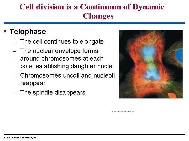 Cell division is a Continuum of Dynamic Changes § Telophase – The cell continues