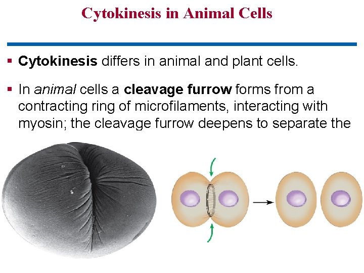Cytokinesis in Animal Cells § Cytokinesis differs in animal and plant cells. § In