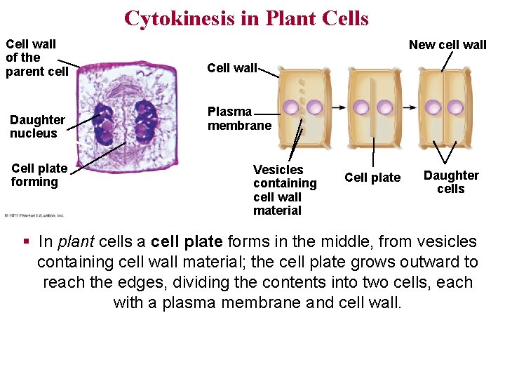 Cytokinesis in Plant Cells Cell wall of the parent cell Daughter nucleus Cell plate