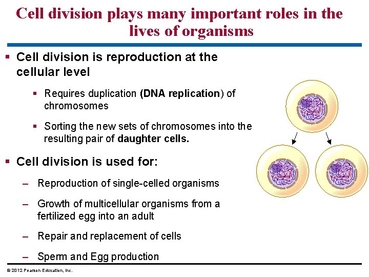 Cell division plays many important roles in the lives of organisms § Cell division
