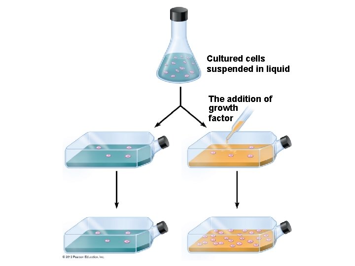 Cultured cells suspended in liquid The addition of growth factor 