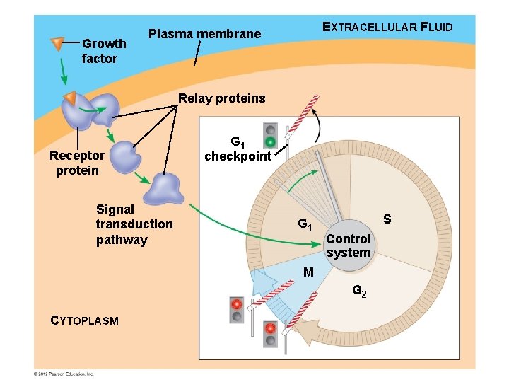 Growth factor EXTRACELLULAR FLUID Plasma membrane Relay proteins Receptor protein Signal transduction pathway G