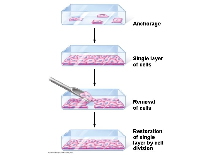 Anchorage Single layer of cells Removal of cells Restoration of single layer by cell
