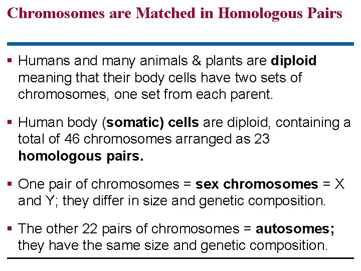 Chromosomes are Matched in Homologous Pairs § Humans and many animals & plants are
