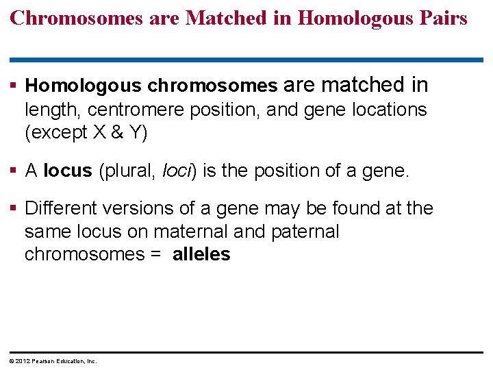 Chromosomes are Matched in Homologous Pairs § Homologous chromosomes are matched in length, centromere