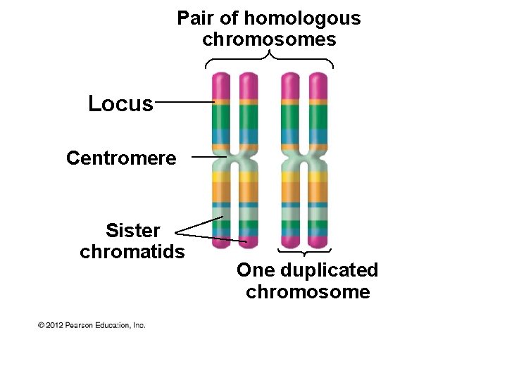 Pair of homologous chromosomes Locus Centromere Sister chromatids One duplicated chromosome 