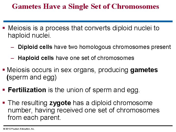 Gametes Have a Single Set of Chromosomes § Meiosis is a process that converts
