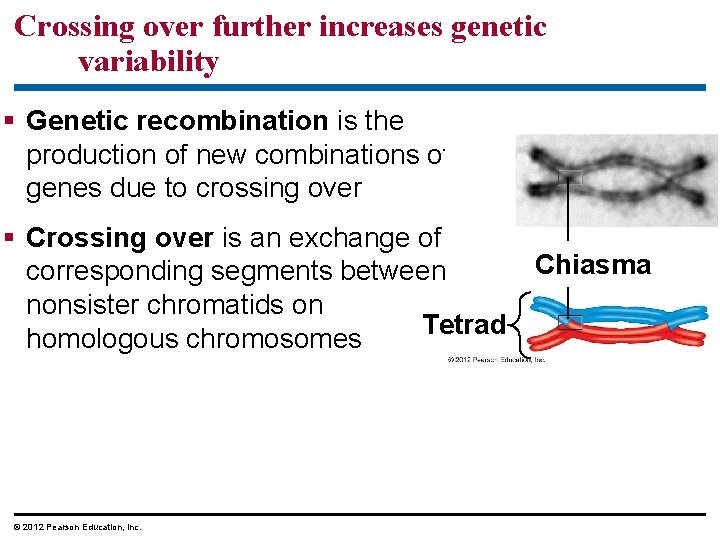 Crossing over further increases genetic variability § Genetic recombination is the production of new