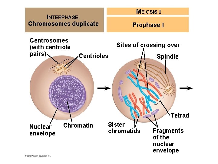MEIOSIS I INTERPHASE: Chromosomes duplicate Centrosomes (with centriole pairs) Prophase I Sites of crossing