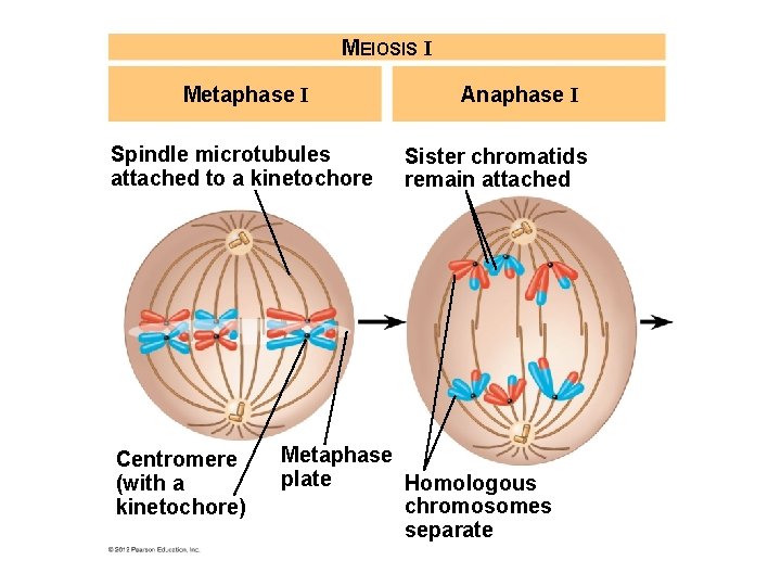MEIOSIS I Metaphase I Spindle microtubules attached to a kinetochore Centromere (with a kinetochore)