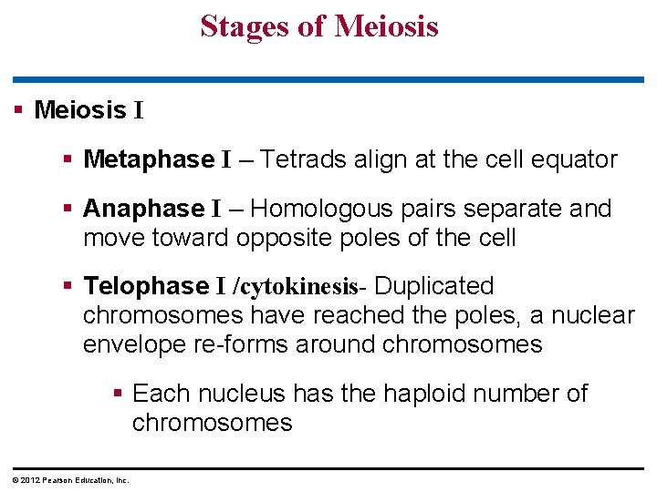 Stages of Meiosis § Meiosis I § Metaphase I – Tetrads align at the