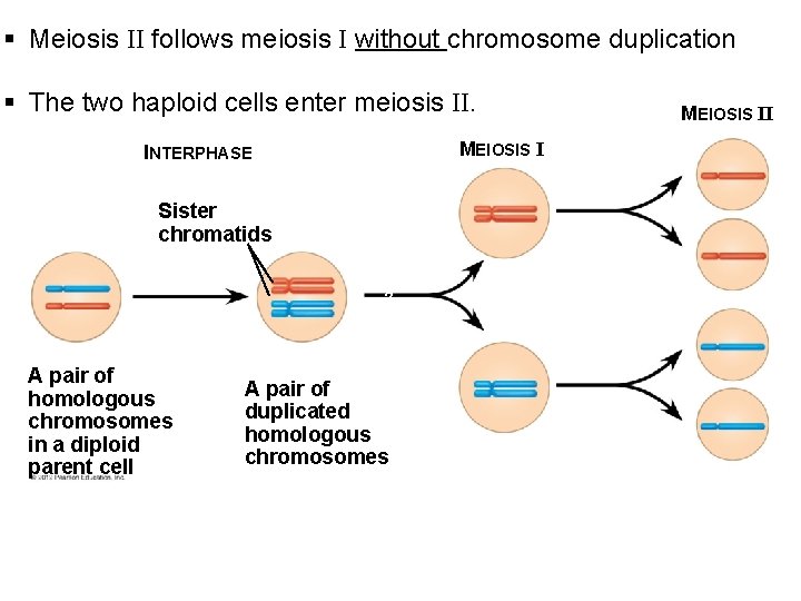 § Meiosis II follows meiosis I without chromosome duplication § The two haploid cells